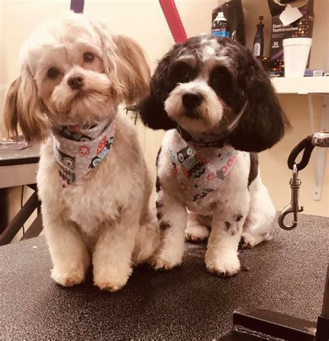 Paws inn paradise pet resort has been offering reliable mobile dog grooming services in pinellas park for many years. Grooming - Pristine Paws Pet Grooming