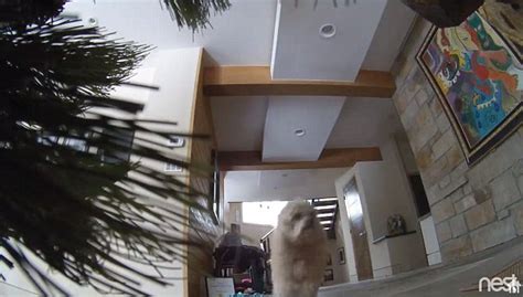 You can hire a company to install and monitor a system in your house. Hidden cameras shows what happens when pets are left alone ...