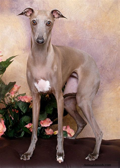 The italian greyhound was brought to europe by the phoenicians when it was later developed by the romans. Italian Greyhound - Puppies, Rescue, Pictures, Information ...