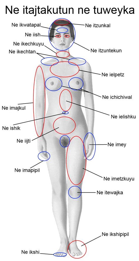 Female chest anatomy diagram female human anatomy. Pin on Human body parts