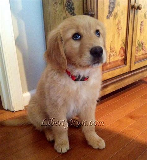 When everyone is awake and yelling to be let out of the cage, you will generally find him asleep in the back, or just hanging out. libertyrun-golden-retriever-puppies-for-sale-in-MD ...