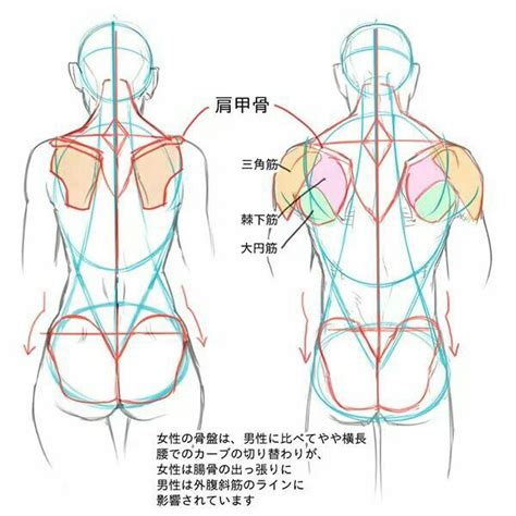 The back is subdivided into the upper, middle, and lower back. Pin by AdieThe ArchonPrime on Anime | Anatomy drawing ...