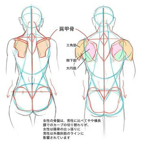 Muscle anatomy reference is a great asset to show off various muscle from any angle. Great resource for drawing both the female and male body ...