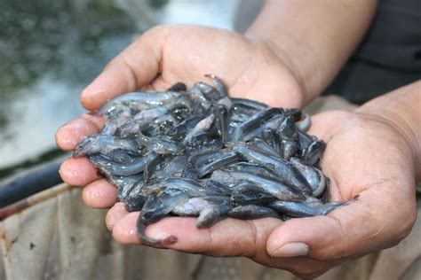 Saya termasuk puas karena ukuran mr. Analisis Produksi Benih Lele 4x6 cm - Alam Ikan