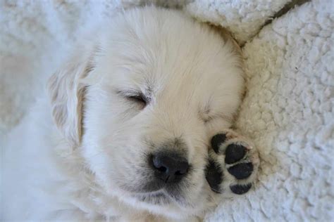 In fact, just like babies they can spend more time asleep than after all your puppy has been used to sleeping with his or her mum and siblings and they are now having to get used to sleeping on their own. Is My Puppy Sleeping Too Much? | Puppy Sleep Schedules