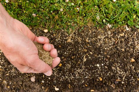 Der schöne monat mai sollte zur aussaat von gemüsen mit spätem erntezeitpunkt im herbst bis in den winter hinein genutzt werden. Rasensamen ausbringen » Wann und wie wird Rasen gesät?