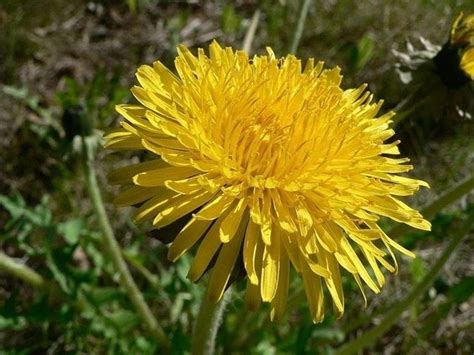 Di poche pretese, ama le posizioni soleggiate e calde. Fiori Gialli Spontanei Primaverili