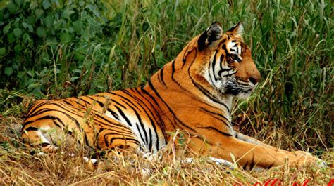 It is the national animal of india, place where its image is part of the traditions and the culture. Project Tiger: Everything you need to know about this ...
