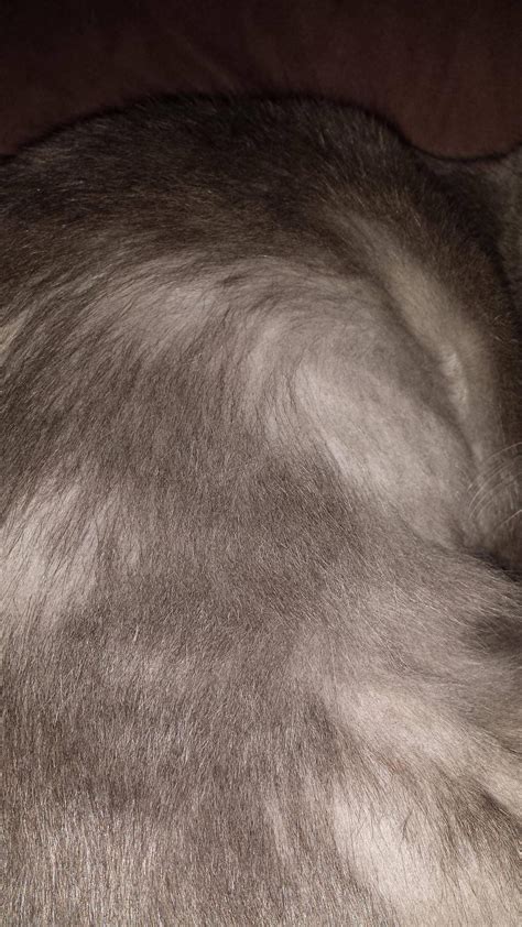 Learn how to protect your cat's coat with home remedies however, if your cat's hair is visibly thinning, there are bald patches, or you notice areas that are inflamed and when your cat loses more hair than normal, the condition is called alopecia. Cat losing fur on side/belly : cats