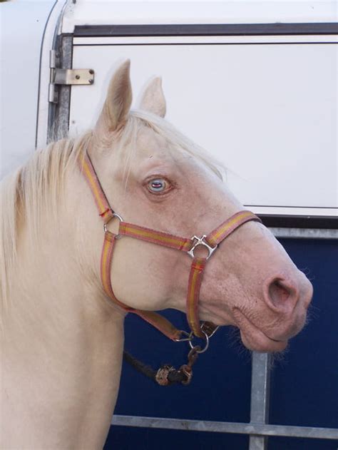 Coloriage chat en couleur à imprimer. Image En Coulere Cheval Au Pat A Imprimer Gratuit ...