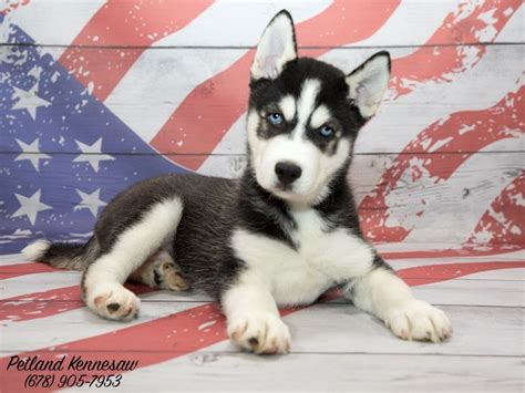 Search for items by city. Add to Your Pack with One of Our Siberian Husky Puppies ...