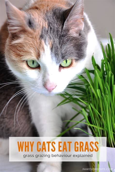 Discover the underlying reason, such as a digestive issue or anxiety, and learn if it's truly a problem. Cats are carnivores, so why do they eat grass? We discuss ...