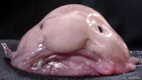 Another easily named animal, the blobfish lives in the deep waters around australia and new zealand and has adapted to its environment by evolving into a gelatinous. The Blobfish