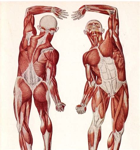 Overview product description the muscles of the shoulder and back chart shows how the many layers of muscle in the shoulder and back are intertwined with the other relevant systems and muscles in adjacent areas like the spine and neck. Female Back Muscle Anatomy Female torso muscles anatomy ...