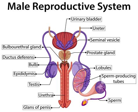 Testes, epididymides, different ducts (vas deference), spermatic cords, seminal vesicles, ejaculatory duct, a prostate gland, a penis. Hormones in Male Reproductive System | STD.GOV Blog