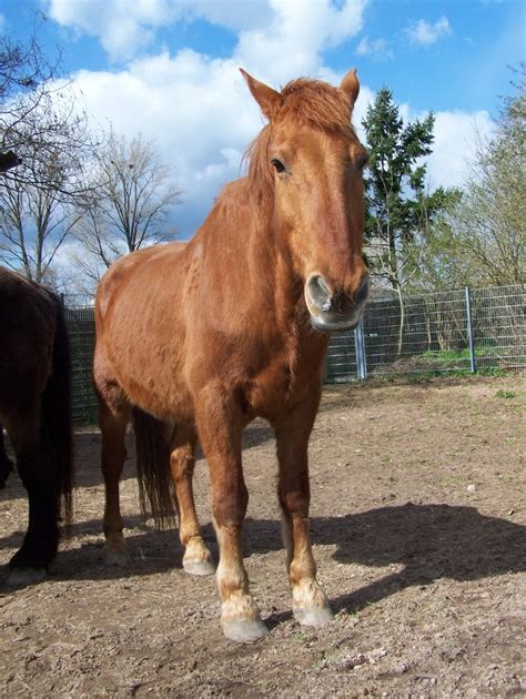 Immer wieder gibt es pferde, die aus verschiedensten gründen dringend ein neues zuhause suchen. TRIP - TierrechtsInitiative Pfalz: 2 Pferde suchen ...