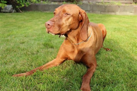 Their bodies are muscular and well proportioned. Vizsla - SpockTheDog.com