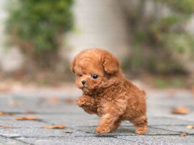 If you are unable to find your puppy in our puppy for sale or dog for sale sections, please consider looking thru thousands of dogs for adoption. Cardudley: Miniature Toy Poodle Puppies