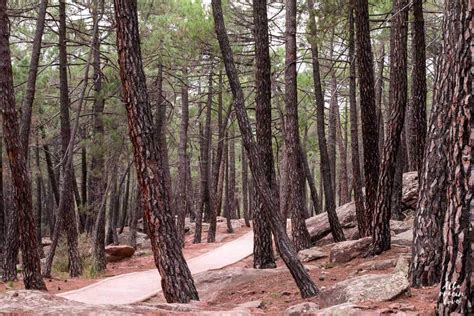 El paisaje protegido de los pinares de rodeno es una amplia extensión de pinares — pinos resineros o de rodeno. Pinares de Rodeno en Albarracin 2020: toda la info del ...