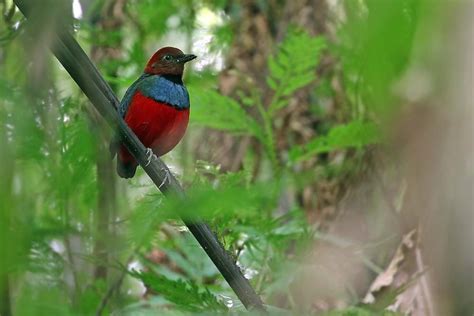 Sangirese or sangihe people are one of the native people to the sangir islands in the northern chain of islands in sulawesi and the southern part of mindanao. Sangihe Pitta (Erythropitta caeruleitorques) adult | the ...