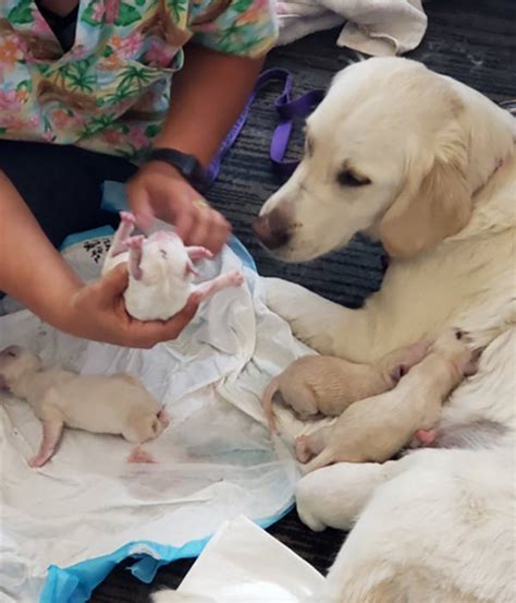 Recommendations and guidance to help you find your perfect new pup. Service dog gives birth to puppies in Tampa International Airport | 6abc.com