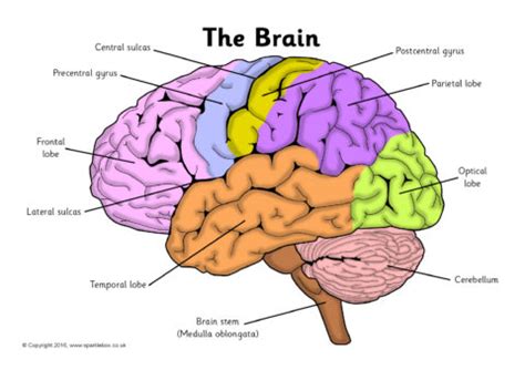 Use this chart to teach clients: Related Items