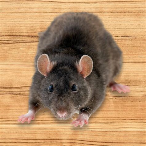 Pro active pest solutions is a full service pest control company. Pest ID - Roof Rat - Proactive Pest Control