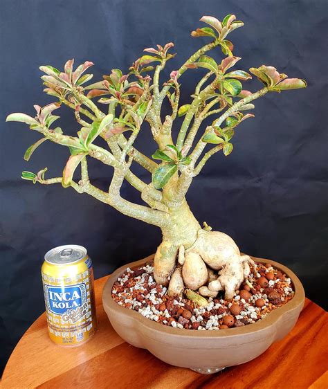 To perform a root canal on a tooth that has a crown, the crown must first be removed. My Adenium got a new pot with some leg room and inorganic ...