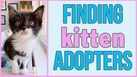 We rely solely on individuals who will take our rescues into their home and nurture them while we work on finding a forever home for the pet. How to Find a Home for a Foster Kitten - YouTube