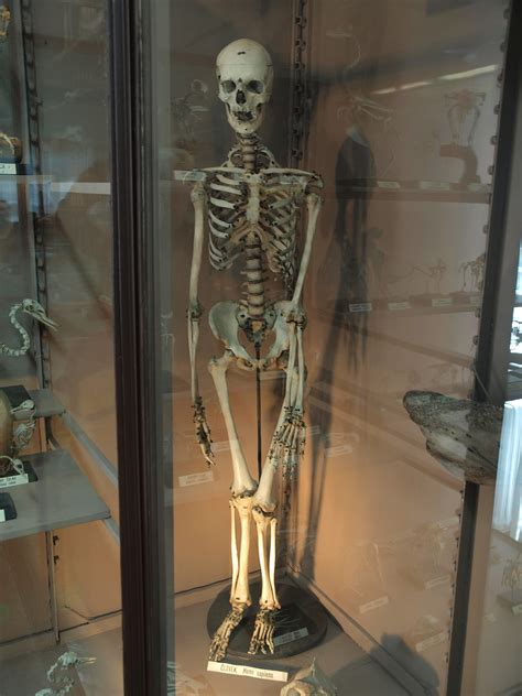 File:Human skeleton at the Slovenian National Museum.jpg - Wikimedia ...
