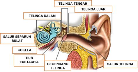 Hari kedua sekolah komputeran telah menganjurkan hazard run manakala sekolah kejuruteraan bioperubatan dan sains kesihatan menganjurkan. Kesan Perubahan Tekanan Udara Pada Pendengaran (Barotrauma ...