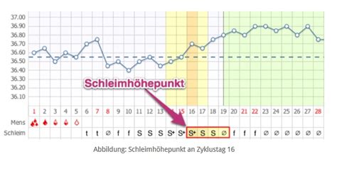 Wenn dein zyklus sehr kurz ist und der eisprung schon vor dem 10. Nach wie viel Tagen nach der Periode hat man seinen ...