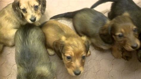 We offer 3 puppies for sale in appleton, wisconsin. English Cream miniature dachshund puppies 1stVideo - YouTube