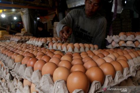 Berikut dikongsikan maklumat berkaitan senarai harga telur ayam malaysia tahun 2021 yang akan dikemaskini dari semasa ke semasa semoga perkongsian senarai harga telur ayam tahun 2021 ini dijadikan rujukan semua pengguna di malaysia! Harga telur ayam ras di Piru naik tinggi - ANTARA News ...