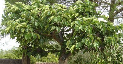 Pourquoi les arbres perdent leurs feuilles durant les fortes chaleurs ? Mon arbre à mûres - Un jardin au soleil