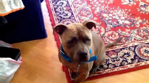 Pocket pitbulls are as energetic and active his parent breeds. Oden the pitbull training. Calm and assertive - YouTube