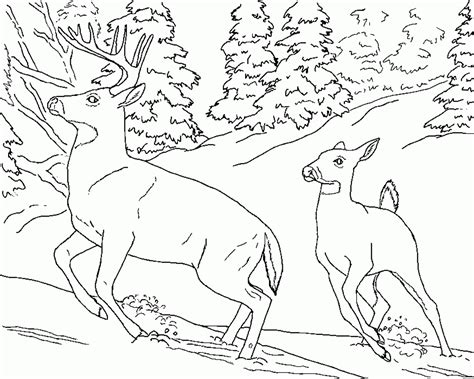 All the deer in the world have antlers except the chinese water deer. Mule Deer Coloring Page - Coloring Home