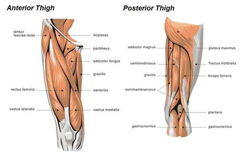 Most skeletal muscles exert much larger forces within the body than the limbs apply to the outside world. muscle diagram of leg - Google Search | Workout ...
