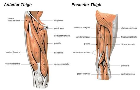 You can hit your triceps through pushing exercises such as bench press, push ups and shoulder presses while you can target your biceps by pulling exercises such as pull ups, ch. muscle diagram of leg - Google Search | Workout ...