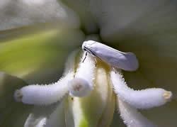 Pollination is vital to a garden's survival, as it ensures seeds and fruits form. Yucca Moths