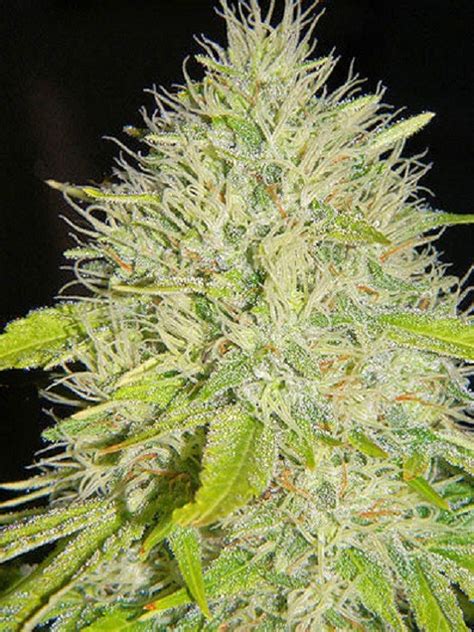 A place to discuss the growing, hunting, and experience of shrooms. Cap Peeler - Strain Information - Cannaconnection.com