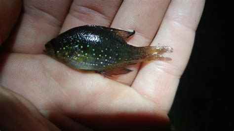 It is native throughout most of its range, but some populations represent introductions, such as those in lake ontario and the upp. Sunfish, Bluespotted BradleyR | www.roughfish.com