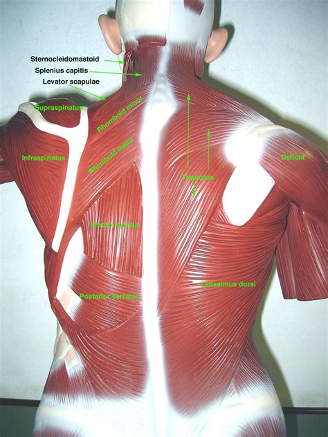 Primary function is to contract or shorten, allowing for locomotion and use of limbs. Labeled Human Torso Model Diagram - Human Torso Model | Miniature Torso Model | Anatomical ...