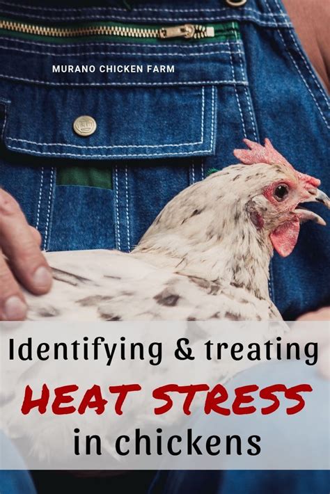 Orpington chickens are large, docile birds that do well in the cold and are great for families and today, the buff color is the most common. Identify and treat heat stress in chickens | Chickens ...