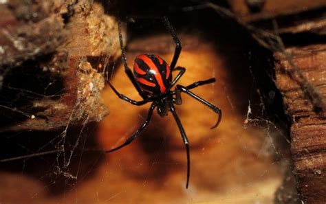 The black widow spider received its name due to a story about its mating behaviors. 9 Things In Wisconsin That Can (And Just Might) Kill You ...