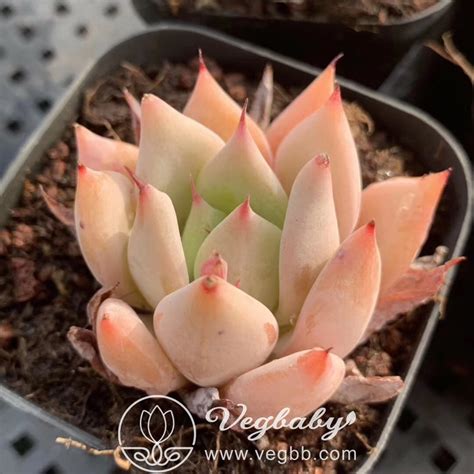 Our flexible shipping options to over 210 countries will get your shipment to its destination reliably and safely, every time. Echeveria Holy Grail Korean Rare Succulent Plant in 3" Pot