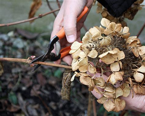 Der sommerflieder, buddleja, auch als schmetterlingsflieder bekannt, sorgt im allgemeinen ganz alleine für seine vermehrung, und zwar durch selbstaussaat. Blogdejust: Hortensien Pflege Im Herbst