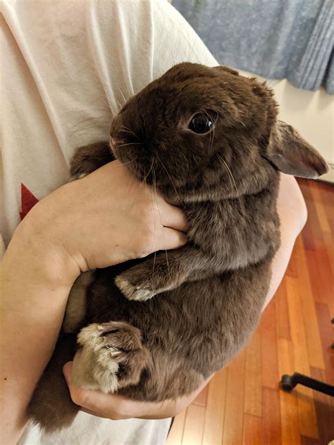 I need it! they're the rescued bunnies of nat geo staff members. She is the cutest chocolate Easter bunny : Rabbits