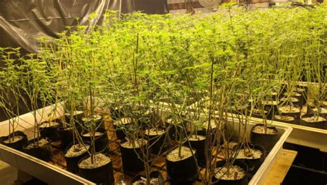 Kiss method on soil, people make things too complicated which creates complicated problems. Do You Defoliate Cannabis? - Cannabis Science Consulting