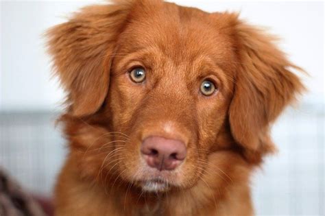 Immobilien kanada, land kaufen in nova scotia, grundstücke auf cape breton island. Så mye koster en Nova scotia duck tolling retriever valp ...